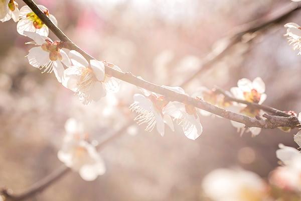 春のお祝いに